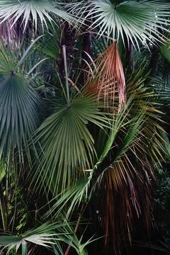 Pattern of colourful fresh palm leaves, nature stock image. Howrah, West Beng Stock Photos