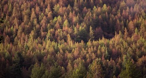 Pattern of colourful pine tree, Christmas trees in autumn season Stockfoto's