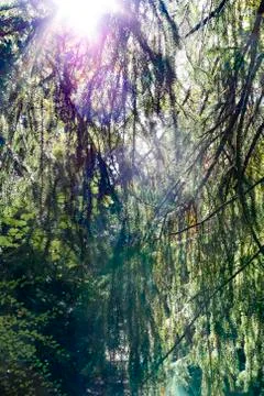 Pattern of conifer branches in backlit for backgrounds Stock Photos