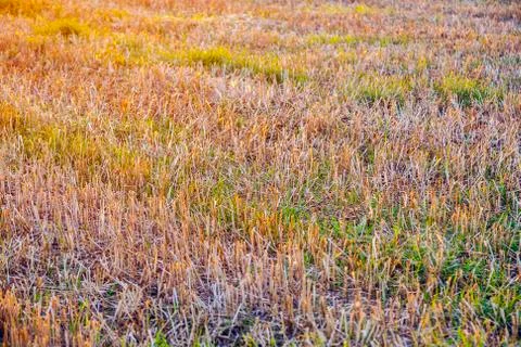 Pattern of corn field after harvest Stock Photos