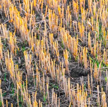 Pattern of corn field after harvest Stock Photos