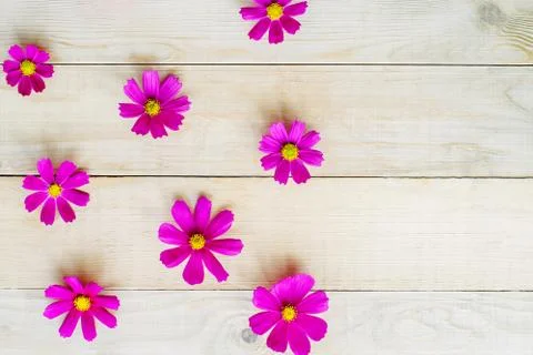 Pattern of cosmos flowers Foto stock