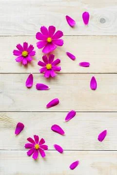 Pattern of cosmos flowers Foto stock