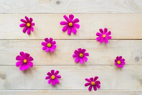 Pattern of cosmos flowers Stock-Fotos