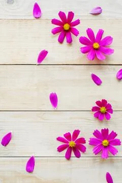 Pattern of cosmos flowers Stock Photos