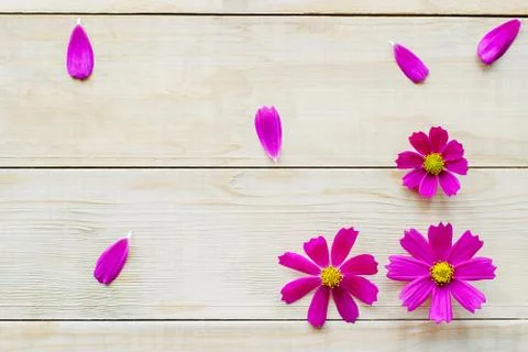 Pattern of cosmos flowers Stock Photos