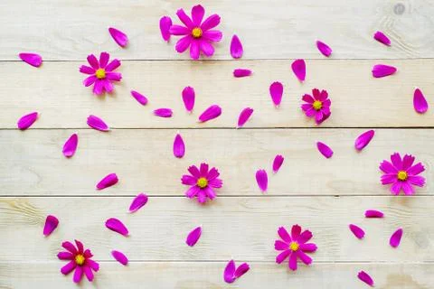 Pattern of cosmos flowers Stock Photos