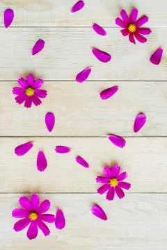 Pattern of cosmos flowers Stock Photos