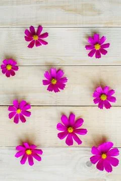 Pattern of cosmos flowers Stock Photos