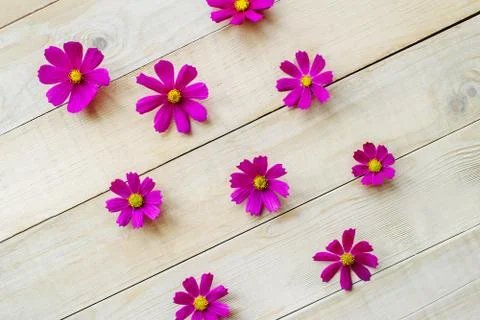 Pattern of cosmos flowers Stock Photos