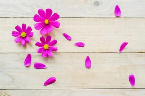 Pattern of cosmos flowers Stock Photos