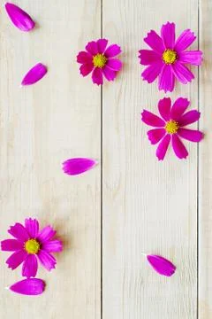 Pattern of cosmos flowers Stock Photos