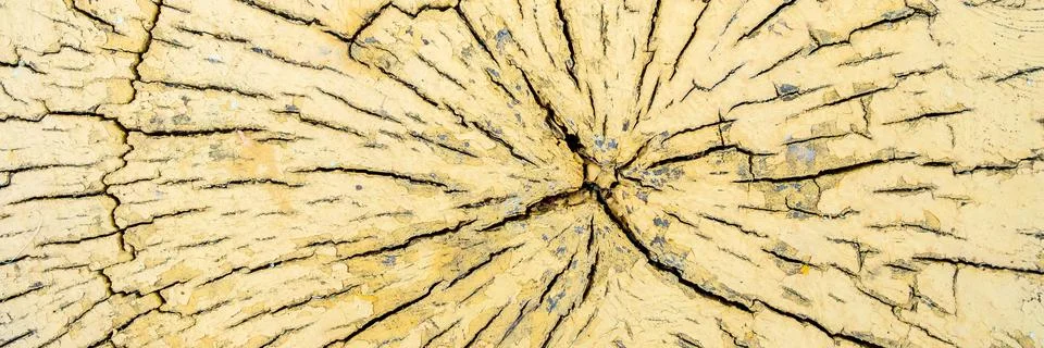 A pattern of cracks on a cut of a dry yellow log of wood. Stock Photos