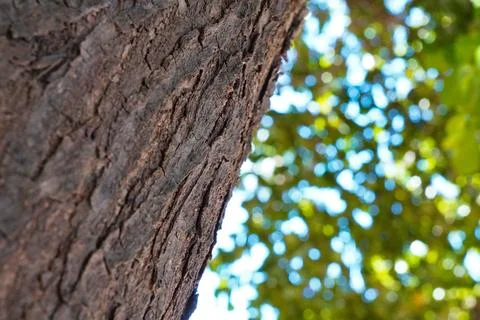 Pattern of cracks on a tree trunk with a nature background Foto stock