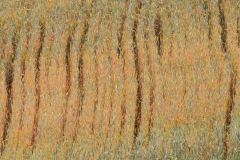 Pattern created by wheat ears almost ripe in june Stock Photos