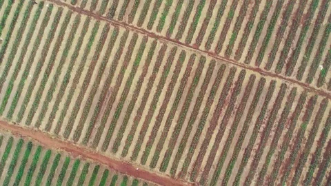 Pattern of crop rows at a agricultural field in Asia. Aerial shot looking Stock Footage 129038957