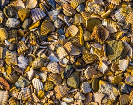 Pattern of crushed seashells and rocks, decorative covering material for the  Stock Photos