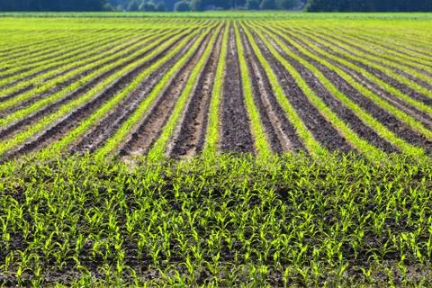 Pattern of cultivated field Stock Photos