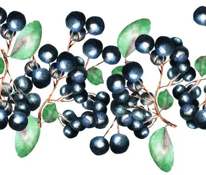 Pattern, a currant branch, watercolor Stock Illustration