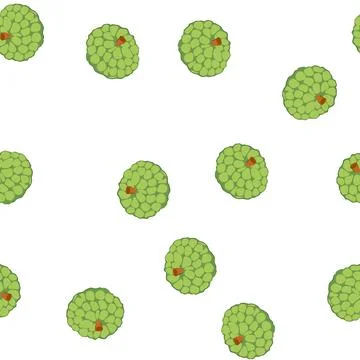 Pattern custard apple vector drawing illustrating fresh tropical fruit Stock Illustration