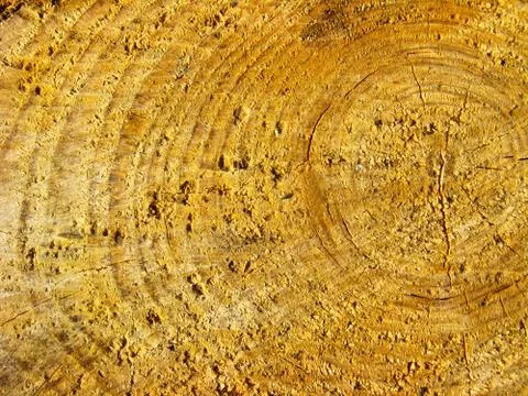 Pattern on a cut of a tree Stock Illustration