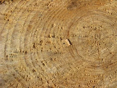 Pattern on a cut of a tree Stock Photos