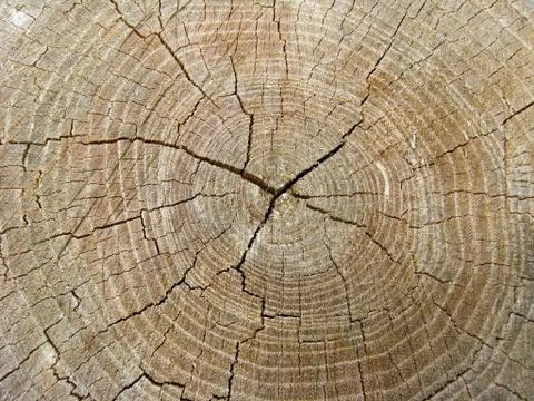 Pattern on a cut of a tree Stock Photos