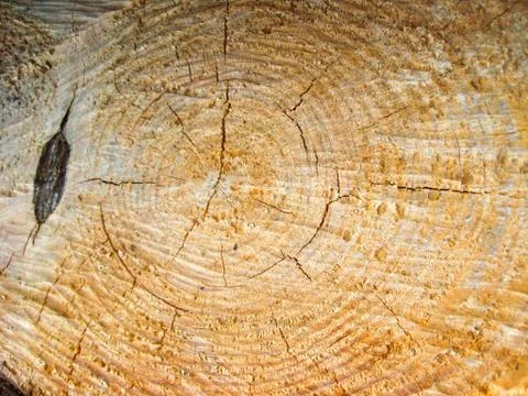 Pattern on a cut of a tree Stock Photos