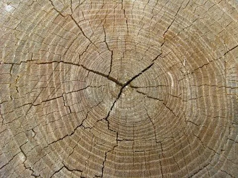 Pattern on a cut of a tree Foto stock