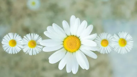 A pattern of daisies. Flowers lined up Stock Photos