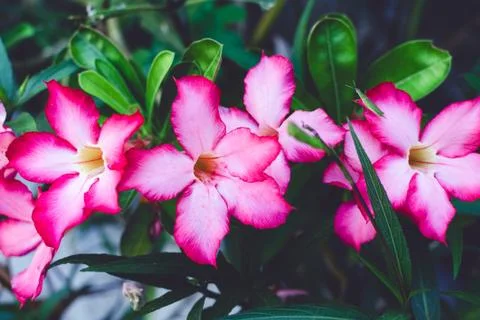 Pattern with dark flowers Stock Photos