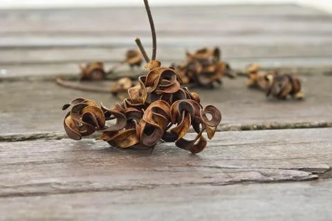 Pattern of day leaf on table top Stock Photos