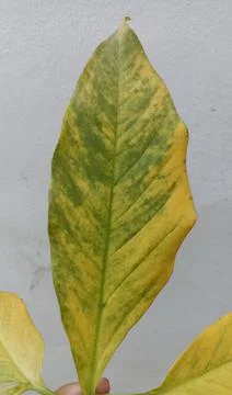 The pattern of a dead and yellowing leaf of syngonium podophyllum, tropical Stock Photos