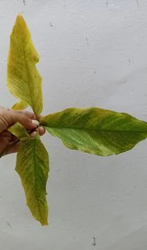 The pattern of a dead and yellowing leaf of syngonium podophyllum, tropical Stock Photos