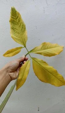 The pattern of a dead and yellowing leaf of syngonium podophyllum, tropical Stock Photos