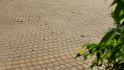 Pattern of decoration brick floor in park Stock Footage 113394754