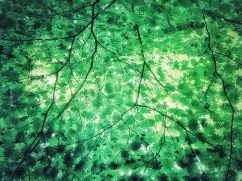 Pattern of delicate young green maple leaves and branches. Stock Photos