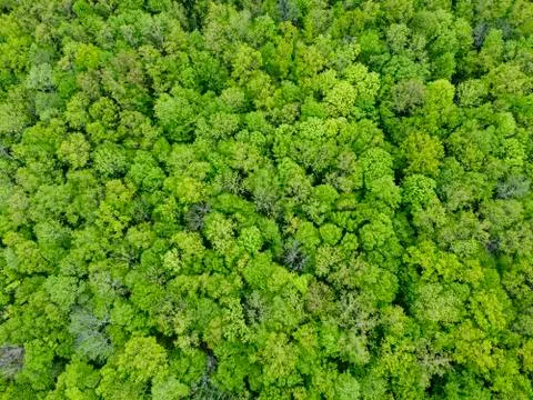 Pattern of dense green forest from the air Stock Photos