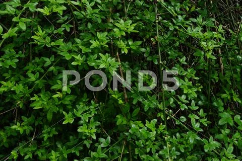 Pattern design - floral Stock Photos