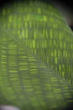 Pattern detail of Calathea Network leaf with selective focus. Macro photo o.. Stock Photos
