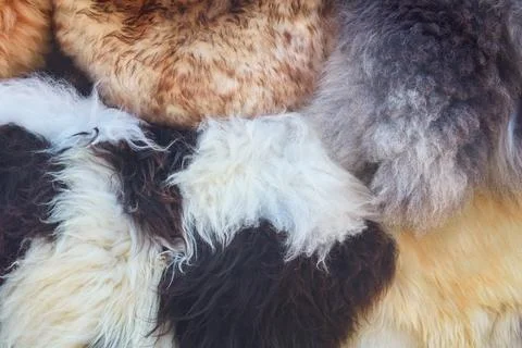 Pattern of different colorful sheep wool rugs Foto stock