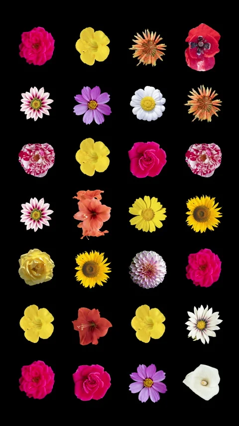 Pattern from different flowers cutout Stock Footage 260605610