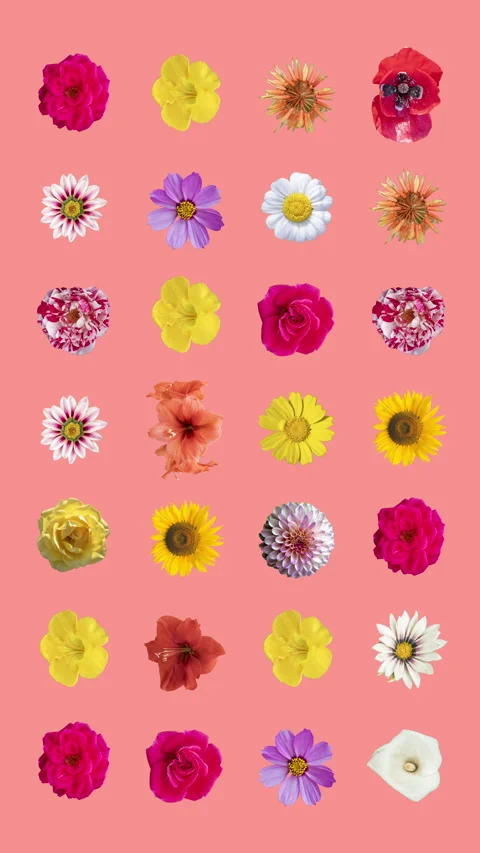 Pattern from different flowers cutout Stock Footage 260605760