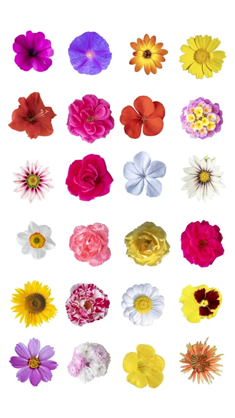 Pattern from different flowers cutout Stock Footage 260605902