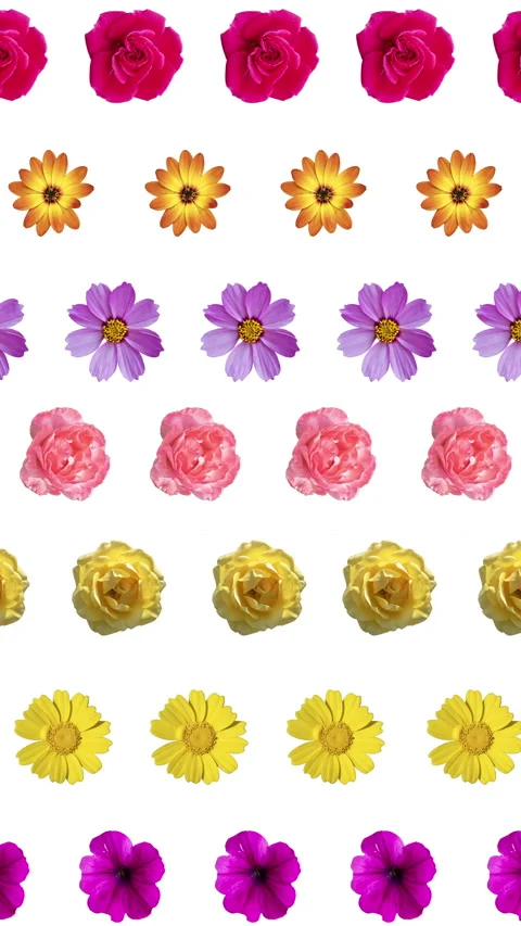 Pattern from different flowers cutout Stock Footage 260606120