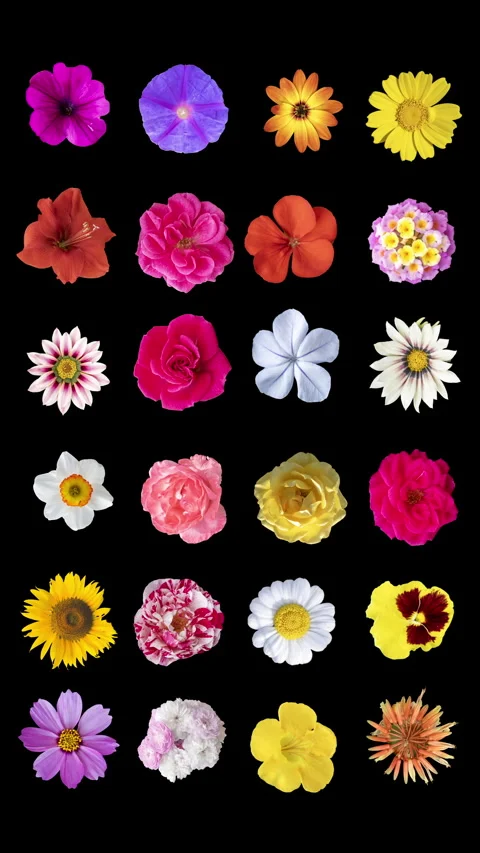 Pattern from different flowers cutout Stock Footage 260606229