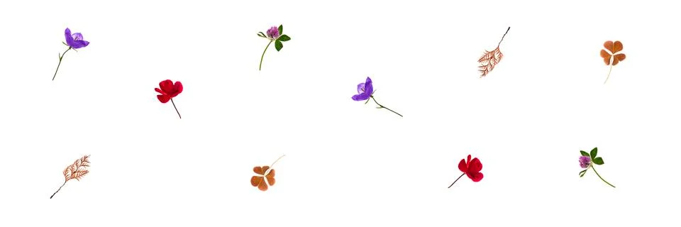 Pattern of different flowers isolated on white background Stock Photos