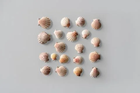 Pattern of Different seashells inscribed in a square on pastel gray backgroun Stock Photos