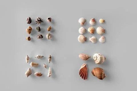 Pattern of Different seashells inscribed in a square on pastel gray backgroun Stock Photos