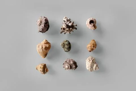 Pattern of Different seashells inscribed in a square on pastel gray backgroun Stock Photos